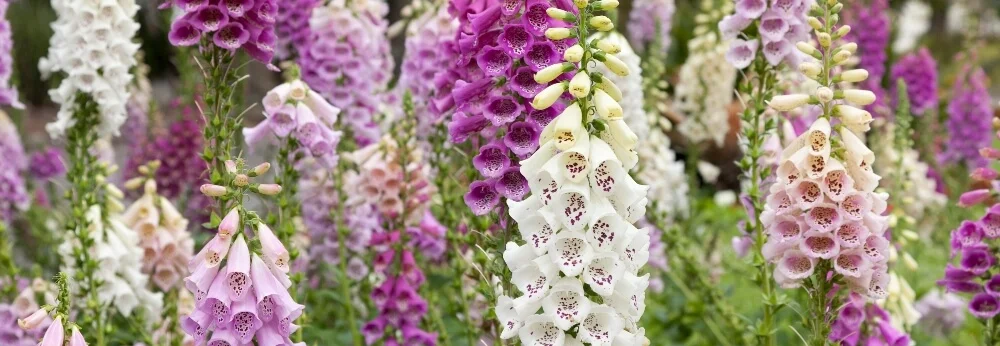 Lila und weiße Fingerhutblüten